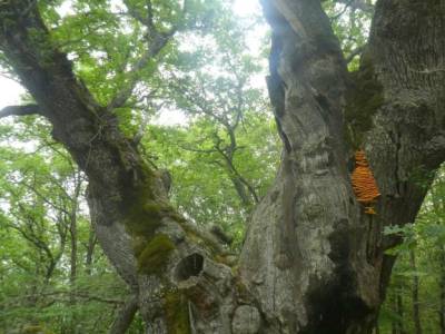 Parque Natural Montaña Palentina;grupos para salir por madrid rutas riaza senderismo en la pedriza v